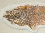Large Fossil Fish Plate (Three Species) - Wall Mounted #18057-6
